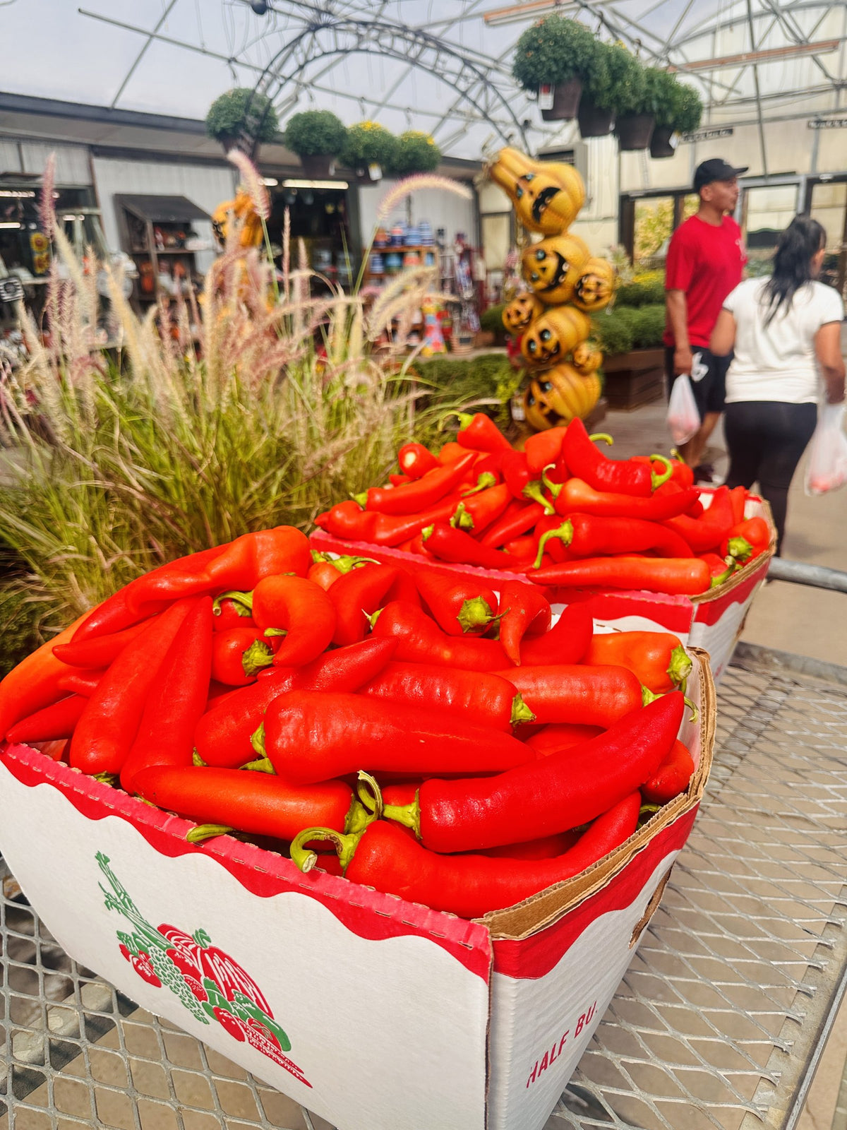 Crate of fresh red chili peppers at partner Johnson's Farm